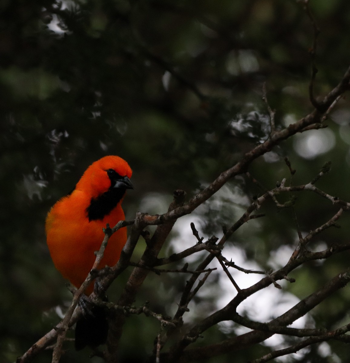 Altamira Oriole - ML647107080