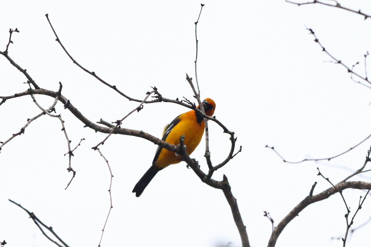 Altamira Oriole - ML647107081