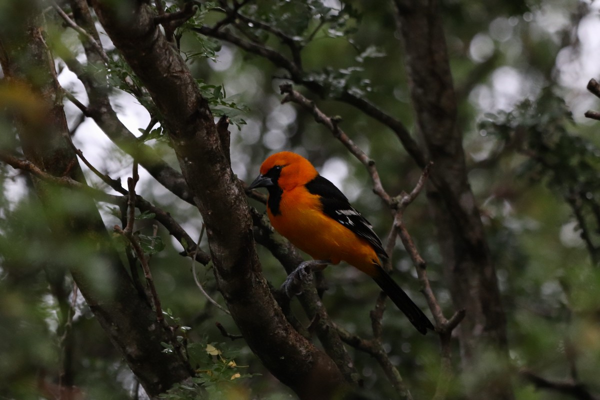 Altamira Oriole - ML647107082