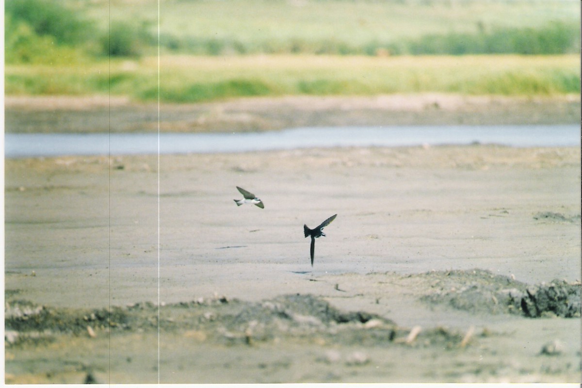 Tree Swallow - ML647107083