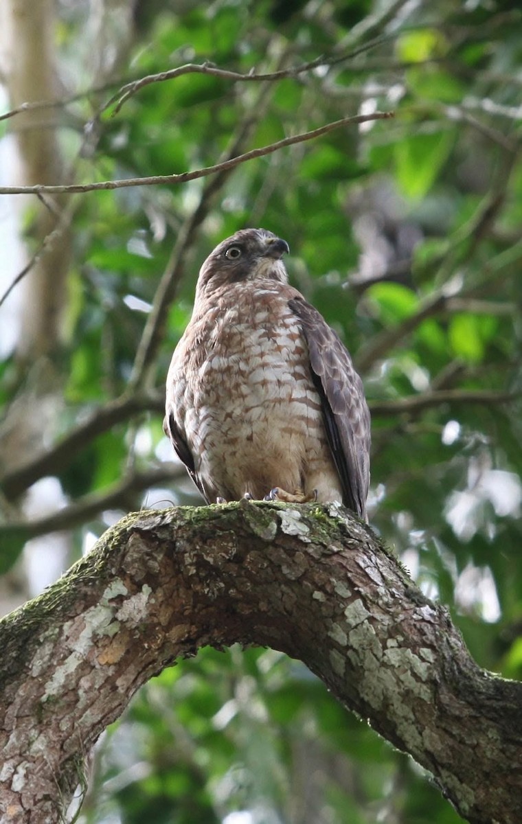 Broad-winged Hawk - ML647107084