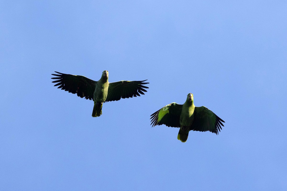 Mealy Amazon (Southern) - ML647107087