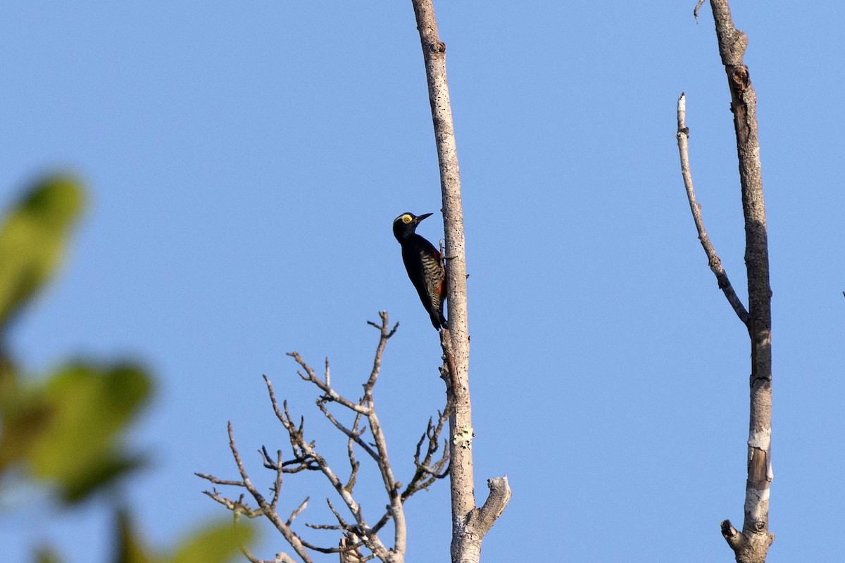 Yellow-tufted Woodpecker - ML647107088