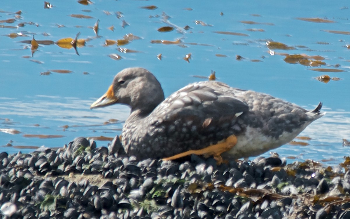 Flying Steamer-Duck - ML647107090