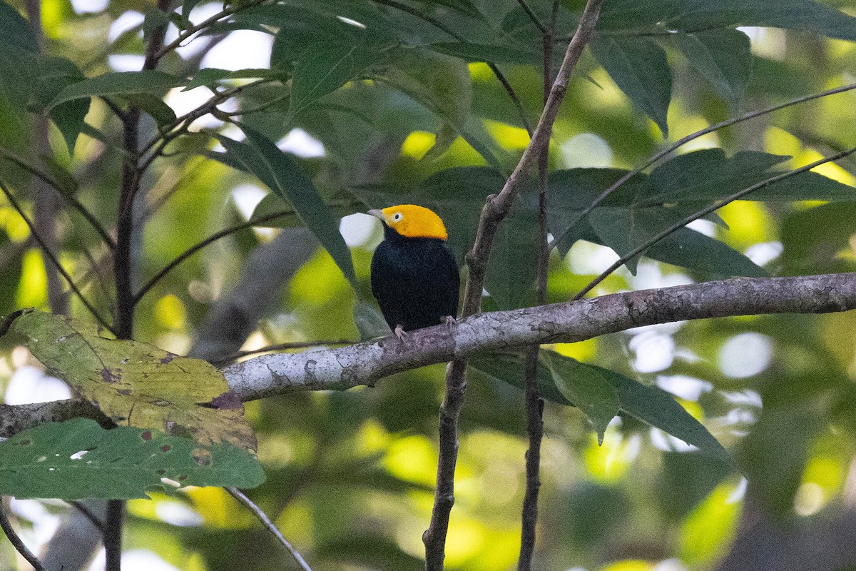 Golden-headed Manakin - ML647107094