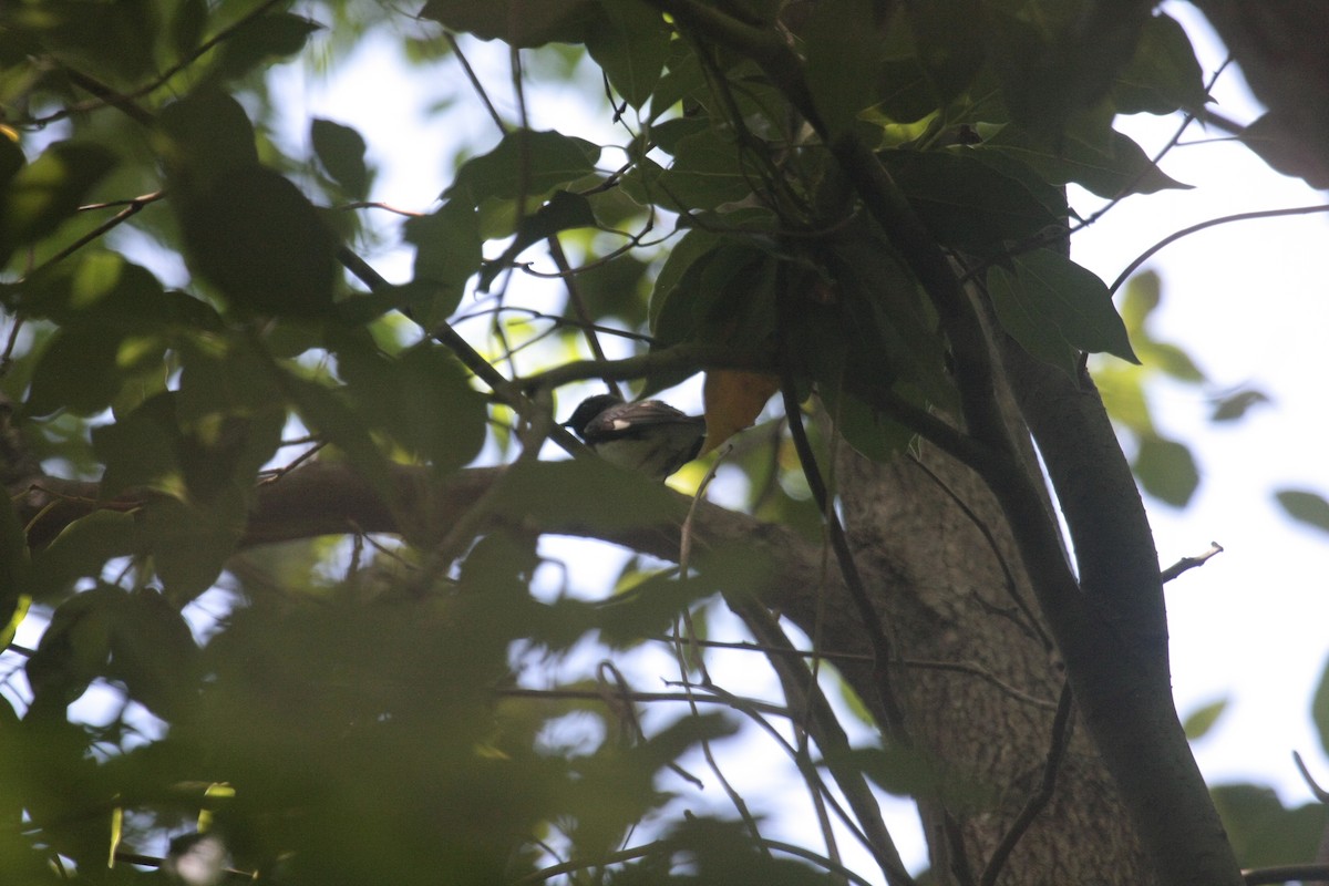 Mavi Sırtlı Ötleğen - ML647107098