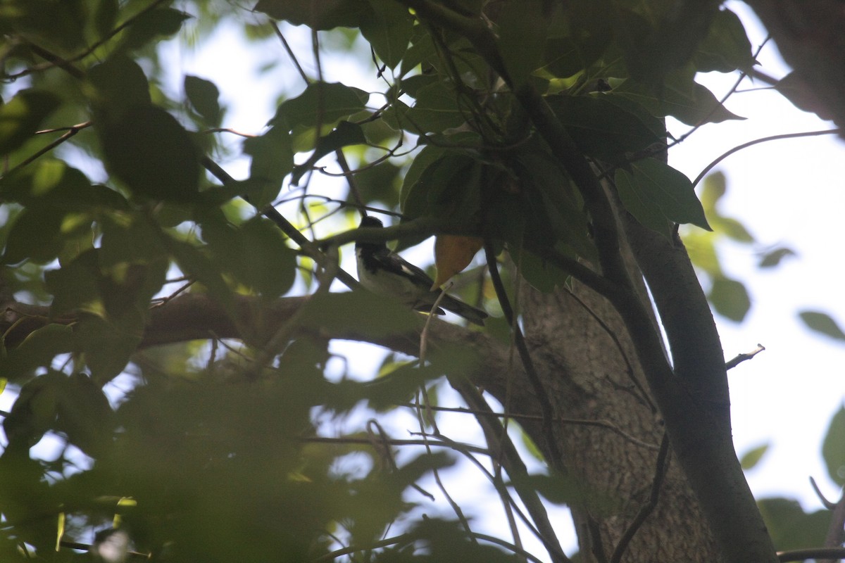 Mavi Sırtlı Ötleğen - ML647107099