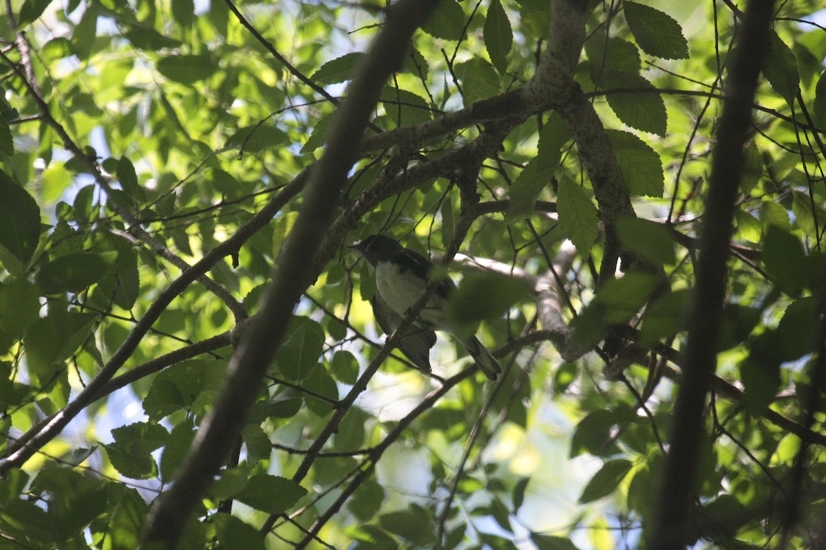 Mavi Sırtlı Ötleğen - ML647107100