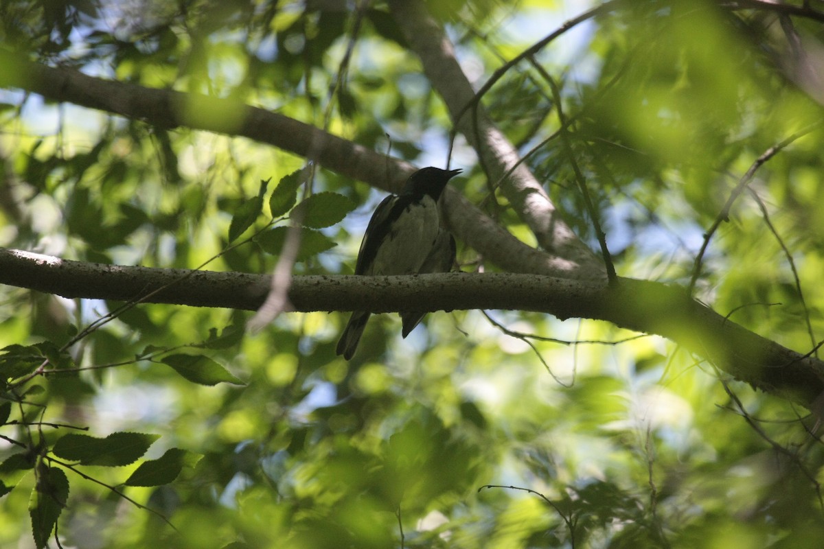 Mavi Sırtlı Ötleğen - ML647107101