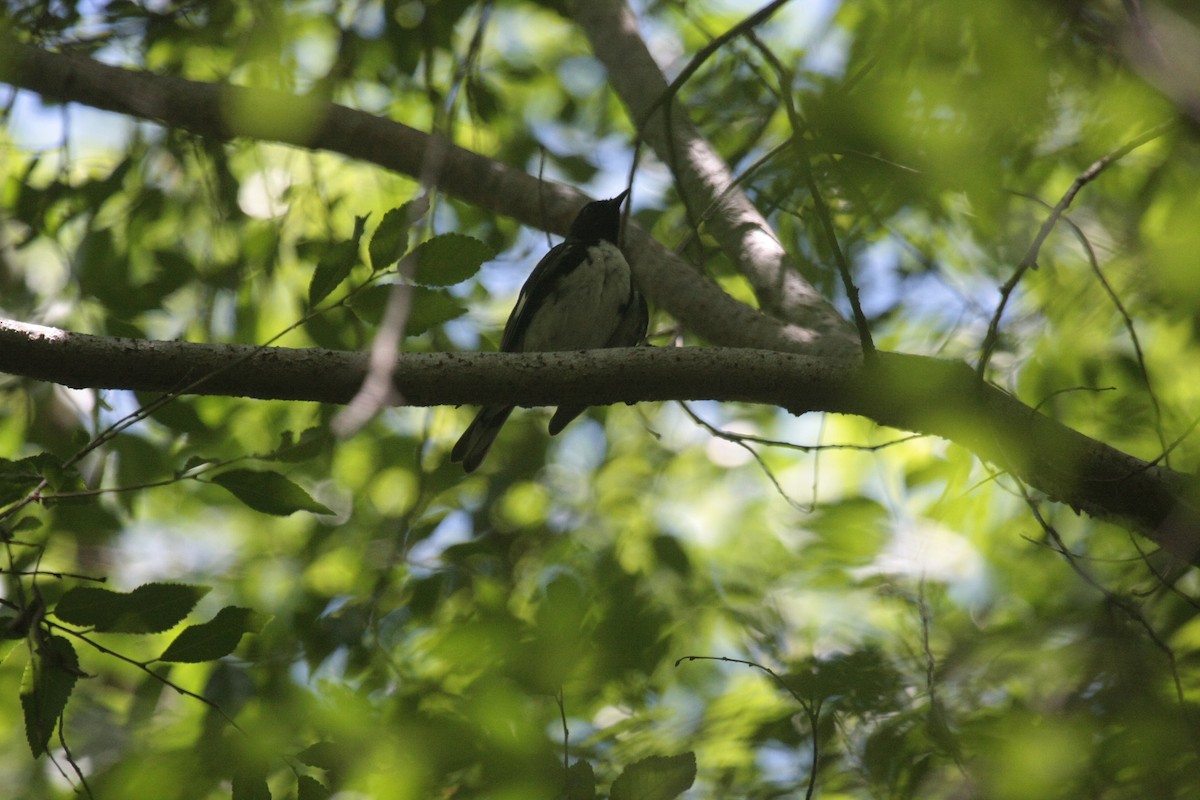 Mavi Sırtlı Ötleğen - ML647107102