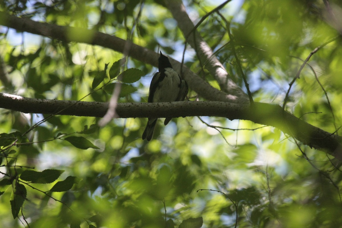 Mavi Sırtlı Ötleğen - ML647107103