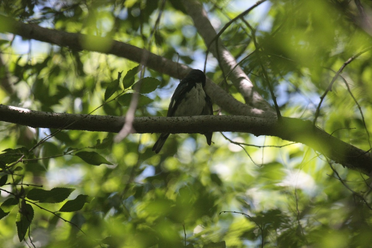 Mavi Sırtlı Ötleğen - ML647107104