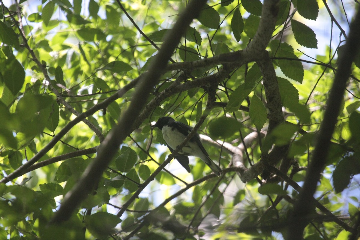 Mavi Sırtlı Ötleğen - ML647107105