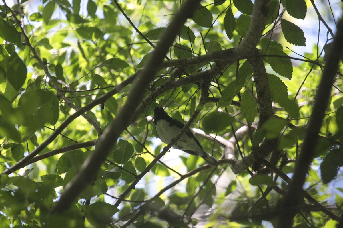 Mavi Sırtlı Ötleğen - ML647107106