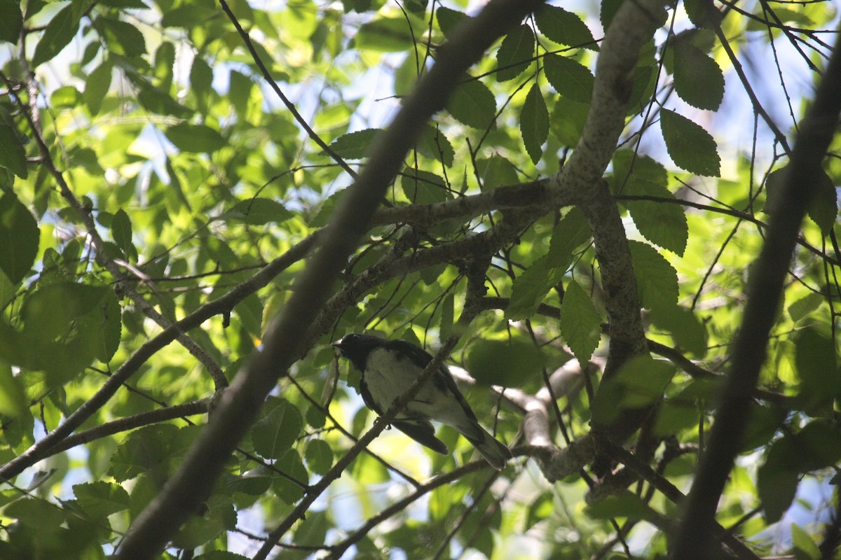 Mavi Sırtlı Ötleğen - ML647107107