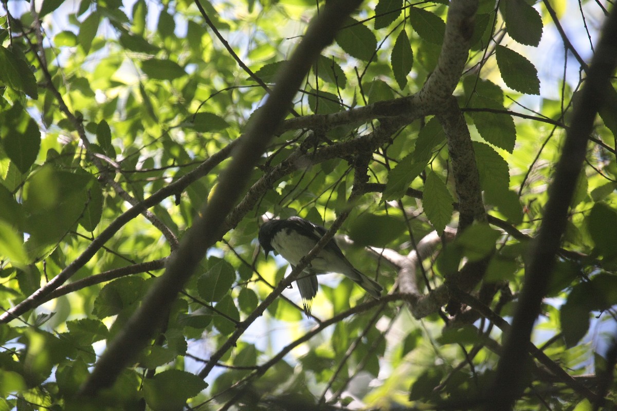 Mavi Sırtlı Ötleğen - ML647107108