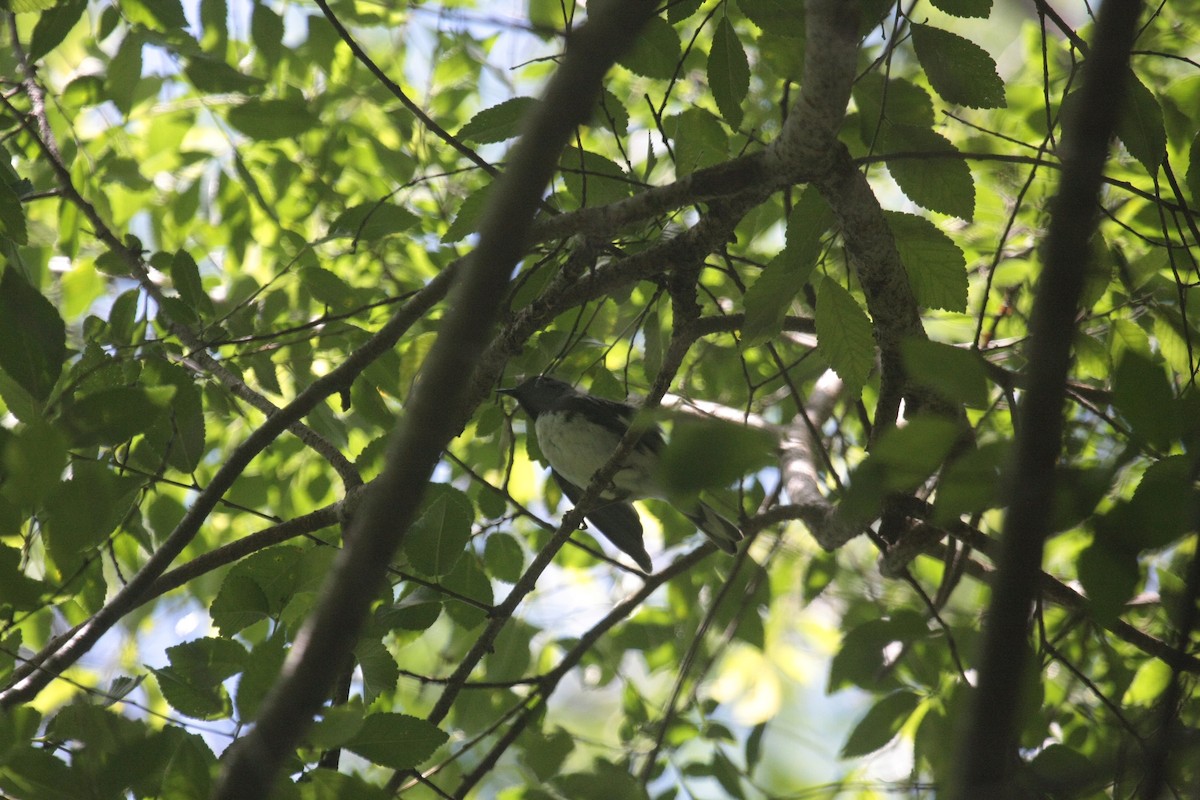 Mavi Sırtlı Ötleğen - ML647107109