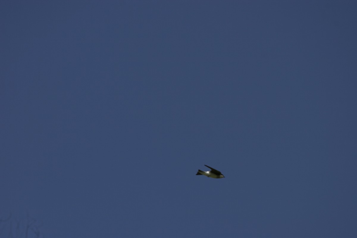 Tree Swallow - ML647107110