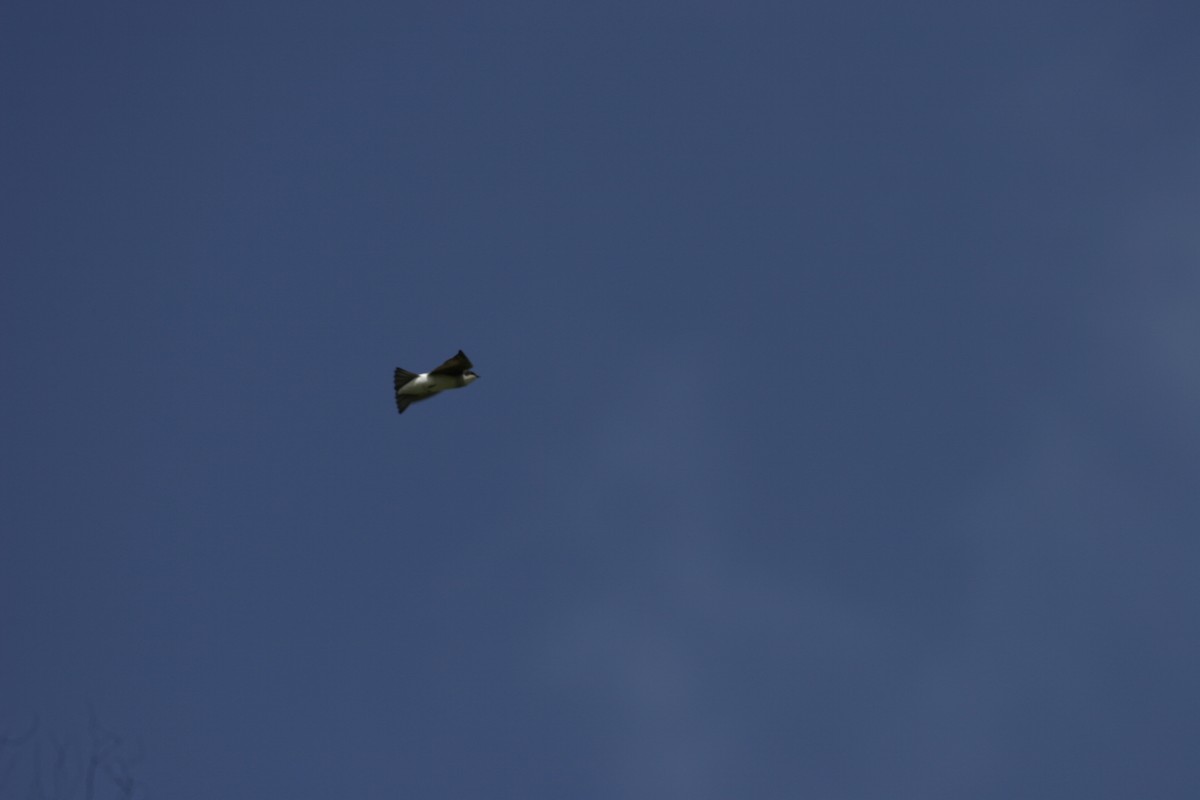 Tree Swallow - ML647107111