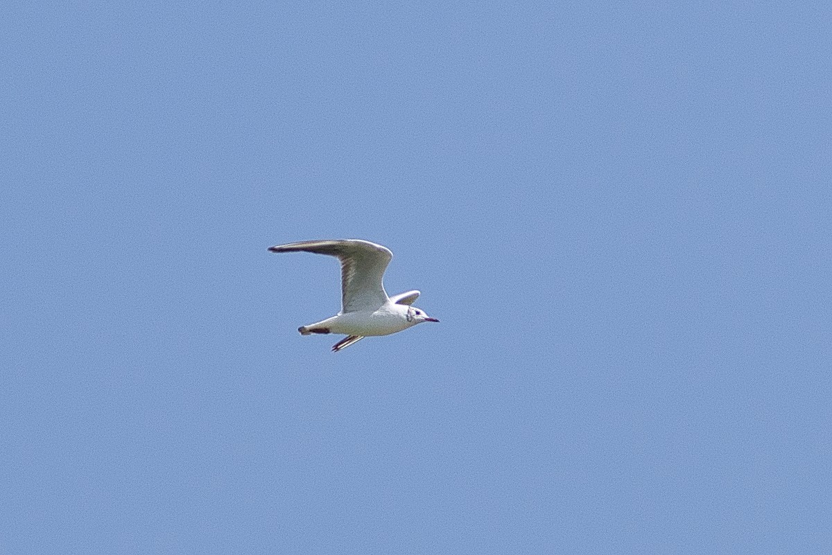 чайка sp. - ML647107117