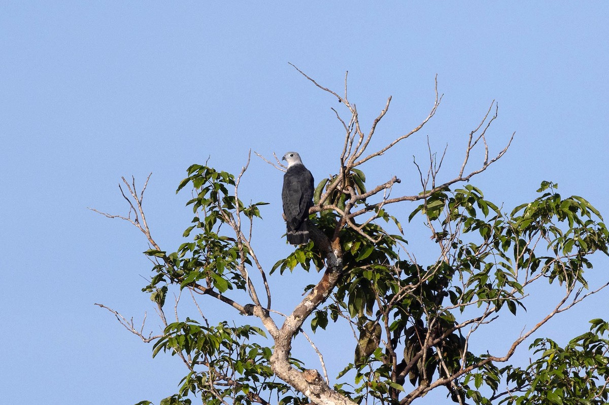 Gray-headed Kite - ML647107121