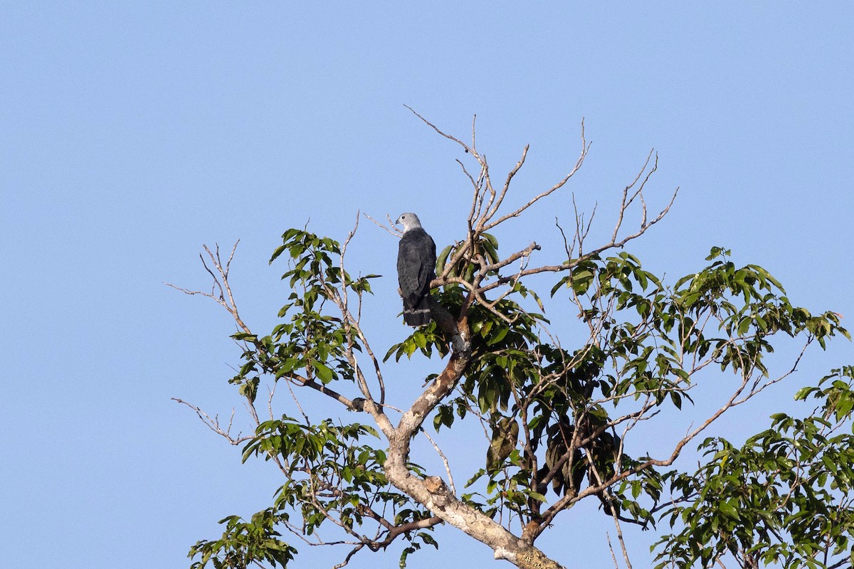 Gray-headed Kite - ML647107122