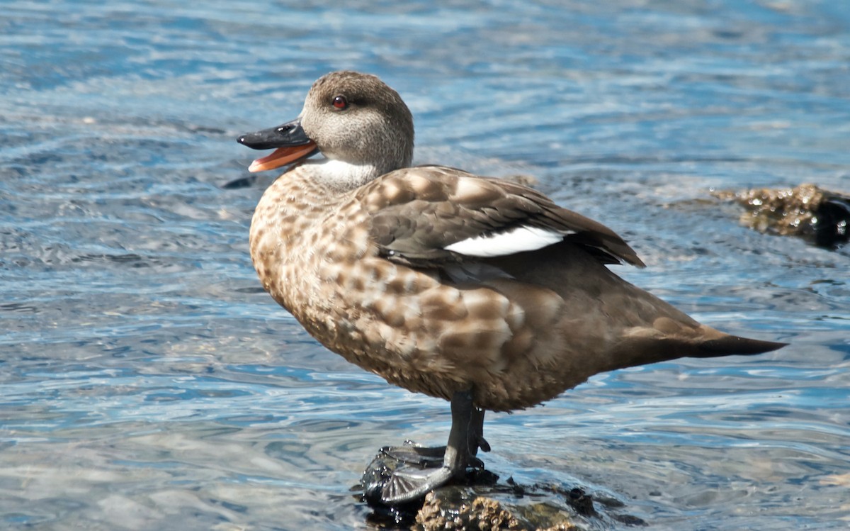Crested Duck - ML647107123