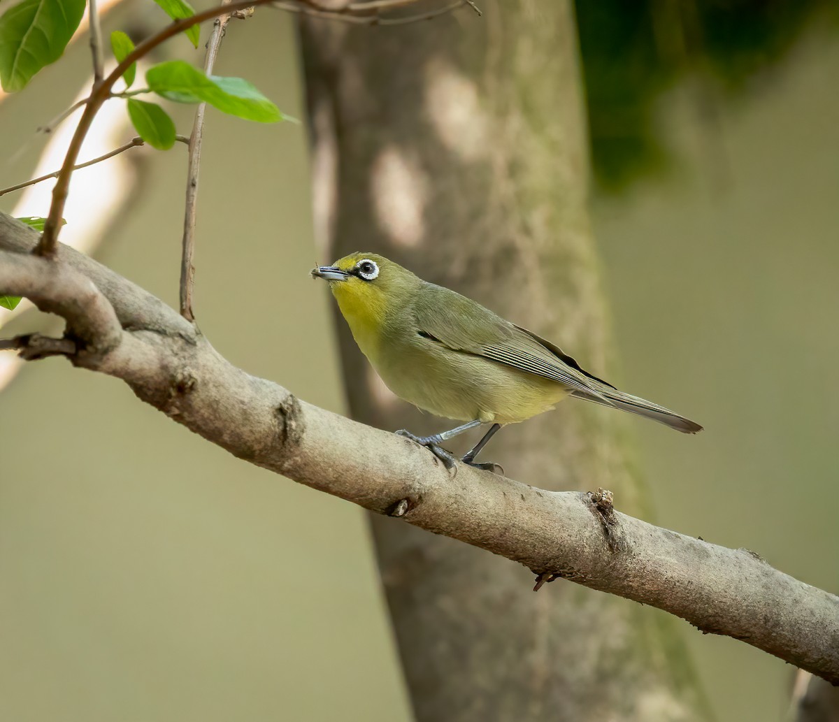 Kapbrillenvogel - ML647107125