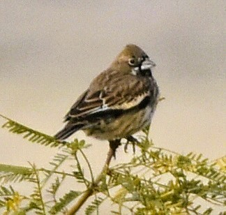 Lark Bunting - ML647107133