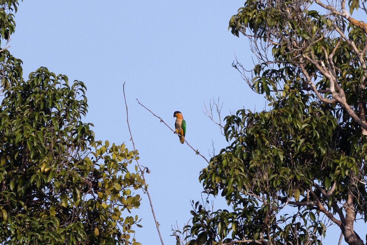 Black-headed Parrot - ML647107138