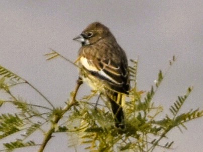 Lark Bunting - ML647107139