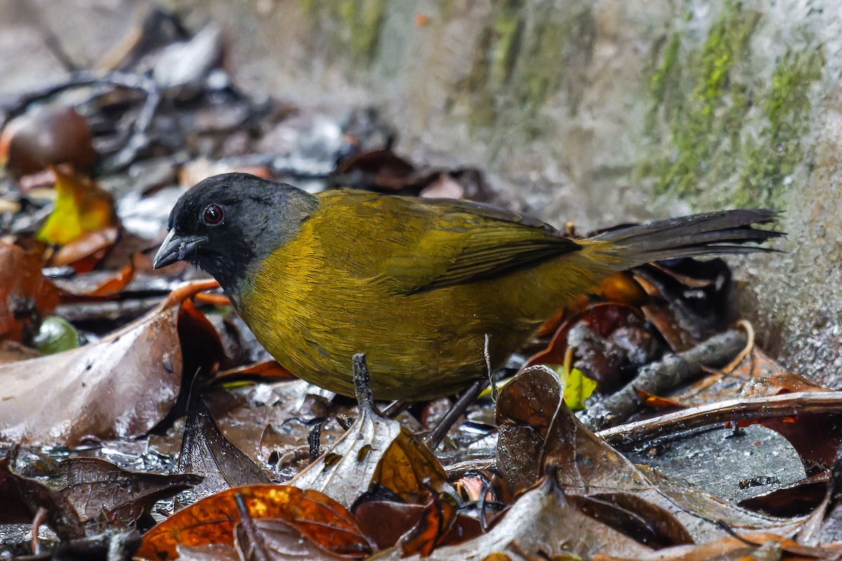 Large-footed Finch - ML647107145