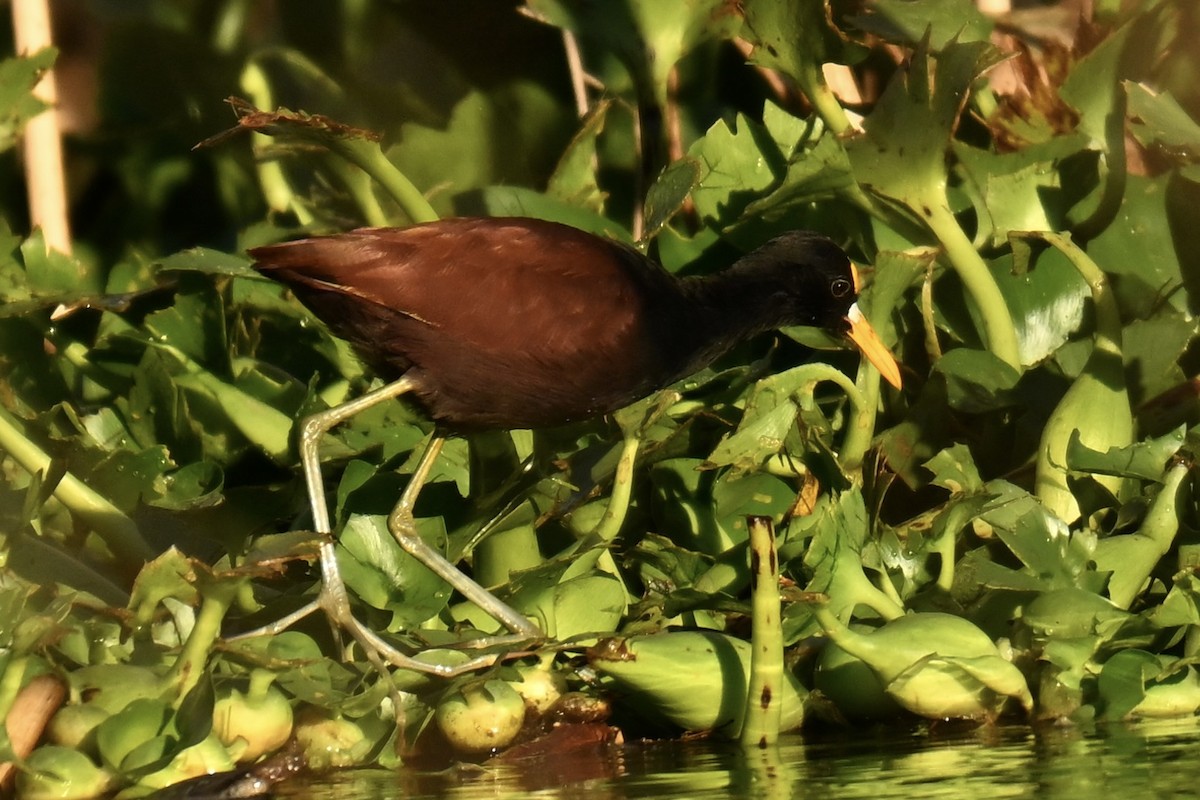 Northern Jacana - ML647107147