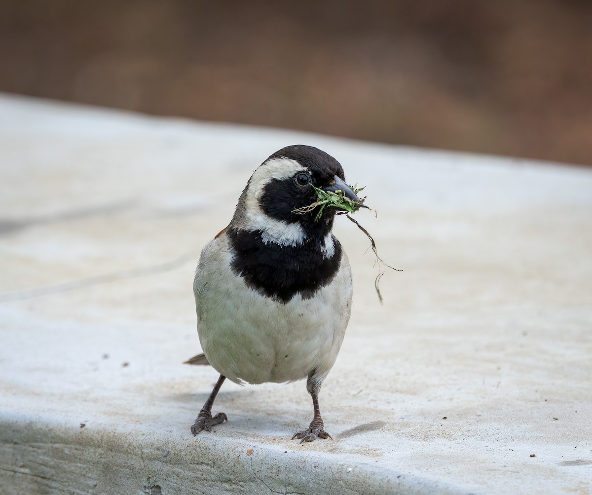 Cape Sparrow - ML647107150