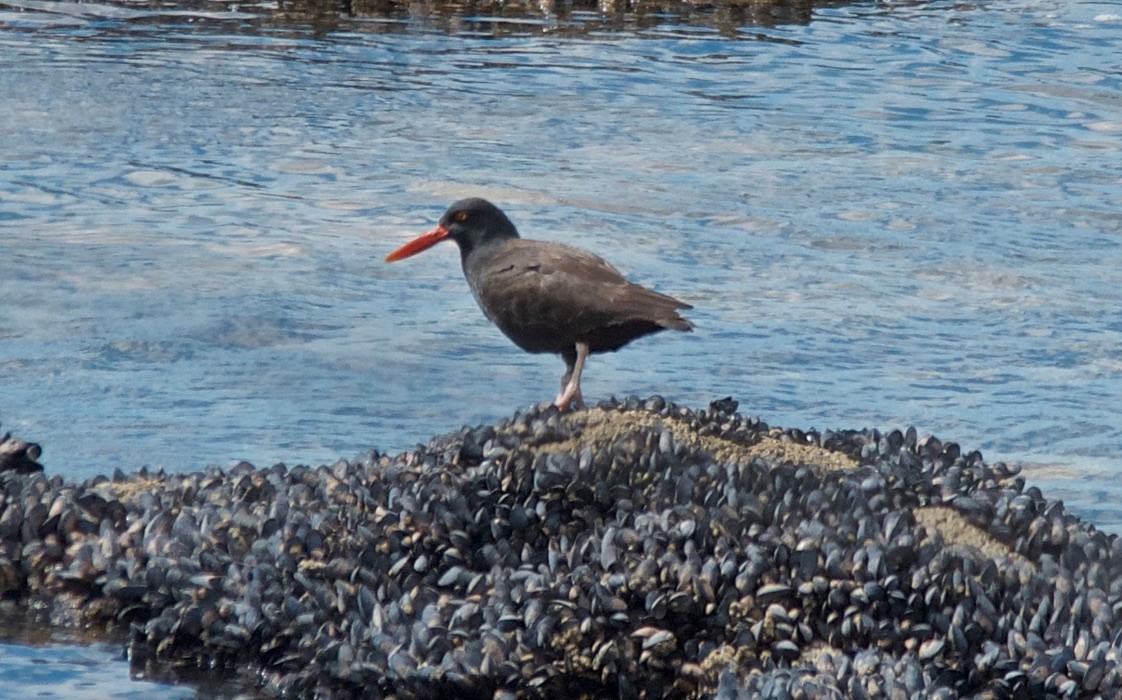 Blackish Oystercatcher - ML647107151