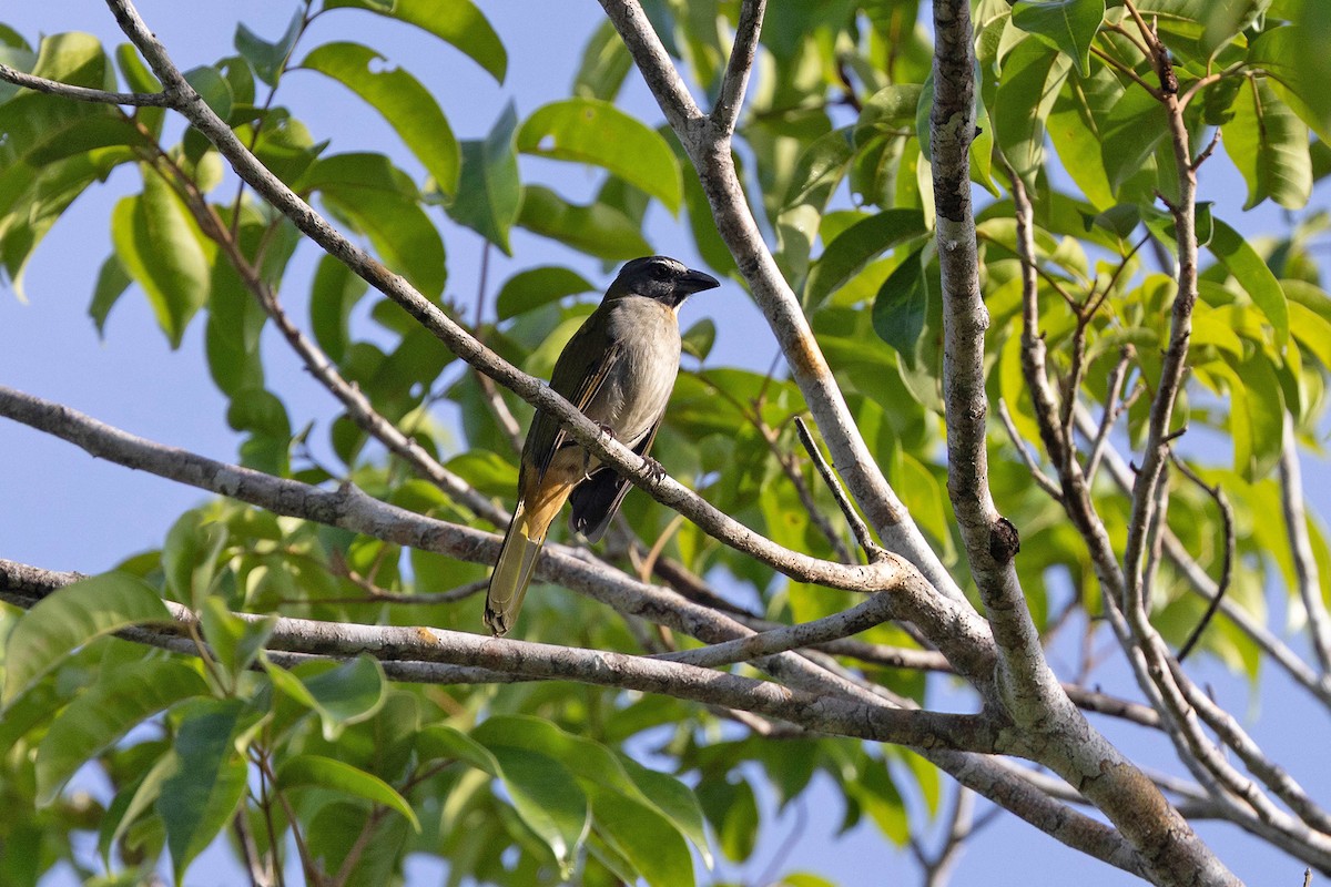 Buff-throated Saltator - ML647107153