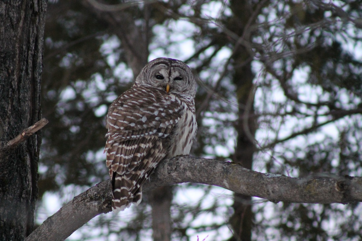 Barred Owl - ML647107154
