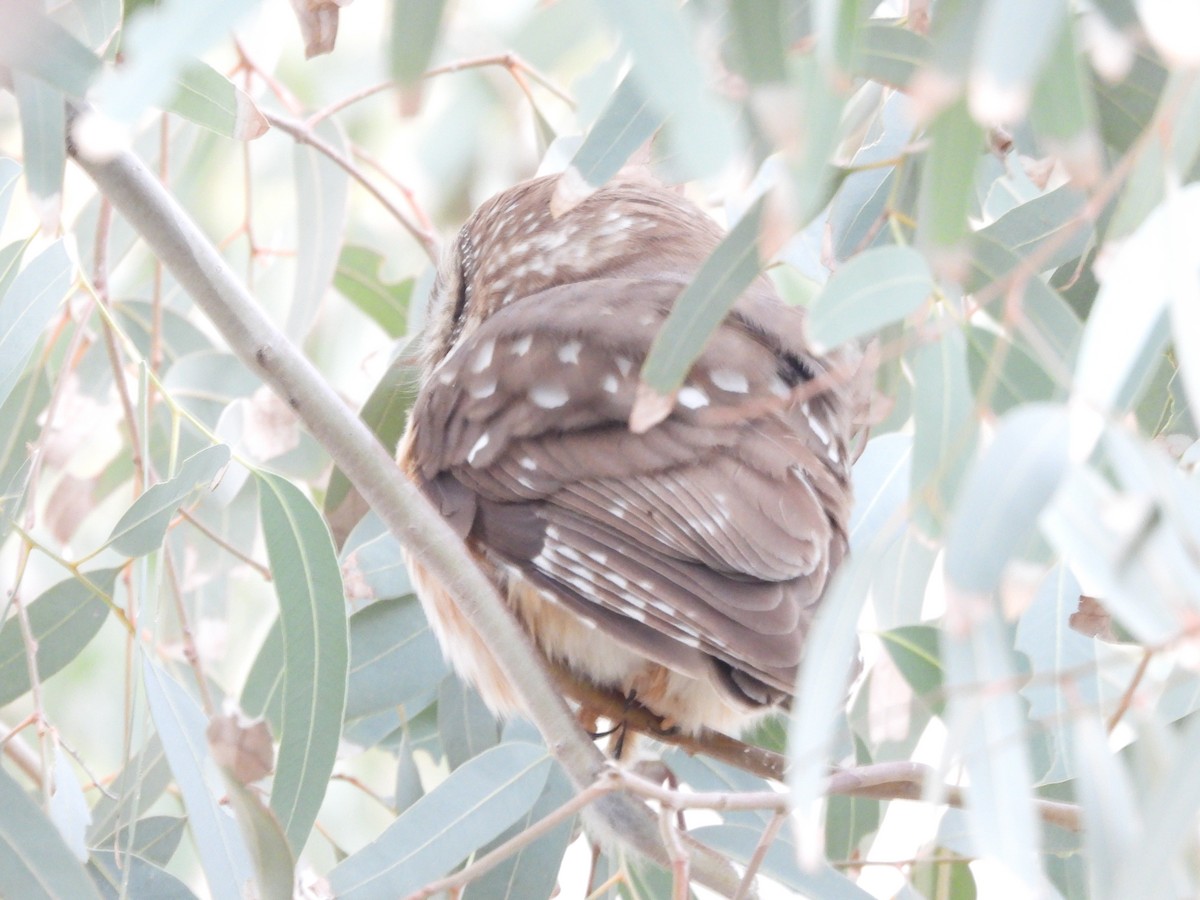 Northern Saw-whet Owl - ML647107155