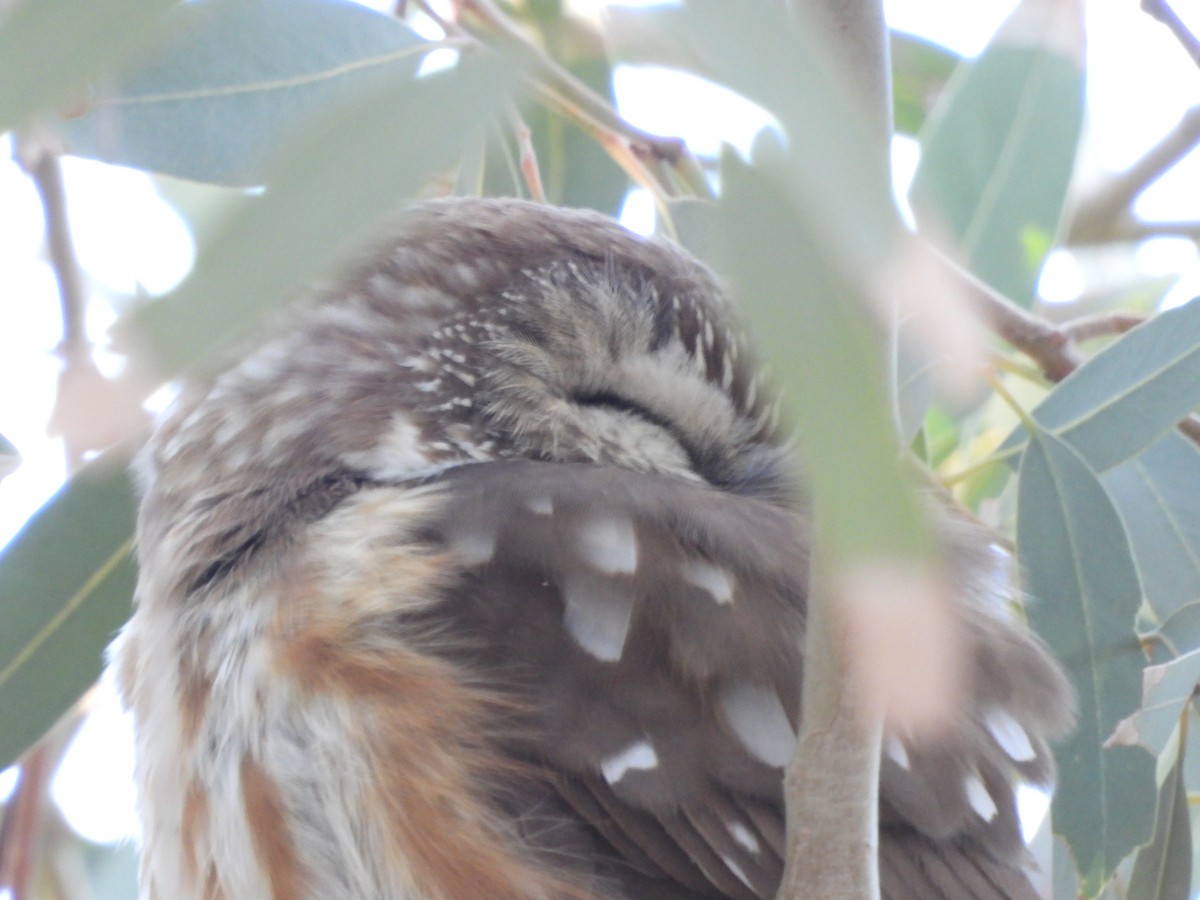 Northern Saw-whet Owl - ML647107157