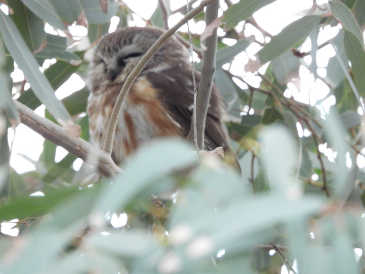 Northern Saw-whet Owl - ML647107159