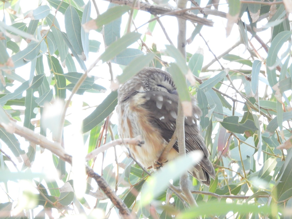 Northern Saw-whet Owl - ML647107161
