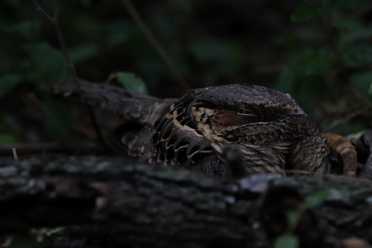 Common Pauraque - ML647107167