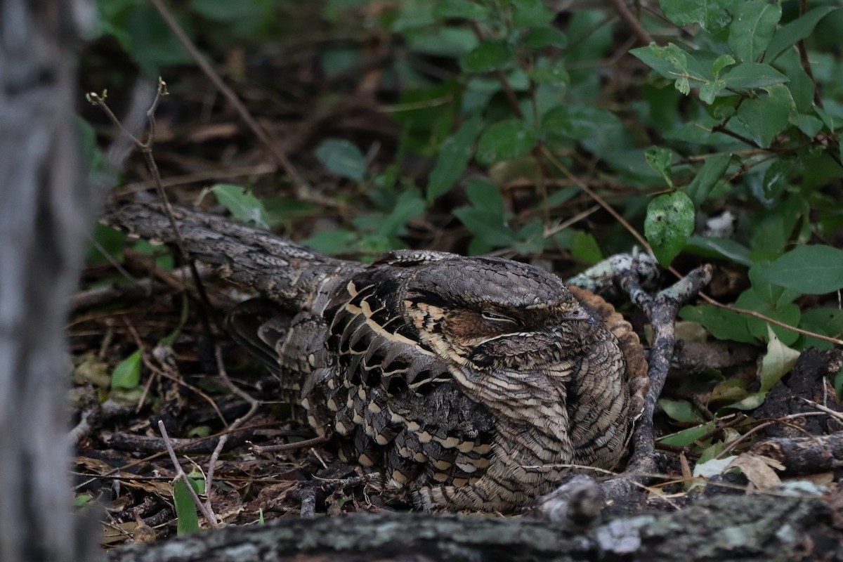 Common Pauraque - ML647107168