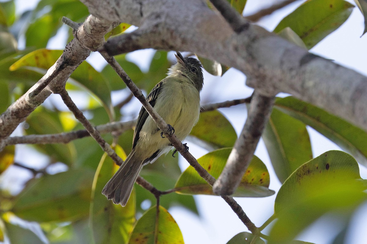 Yellow-margined Flatbill (obscuriceps) - ML647107172