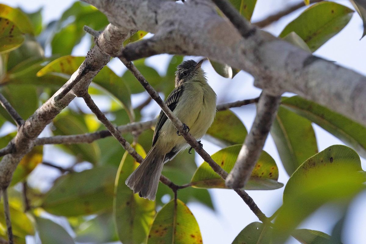 Yellow-margined Flatbill (obscuriceps) - ML647107174
