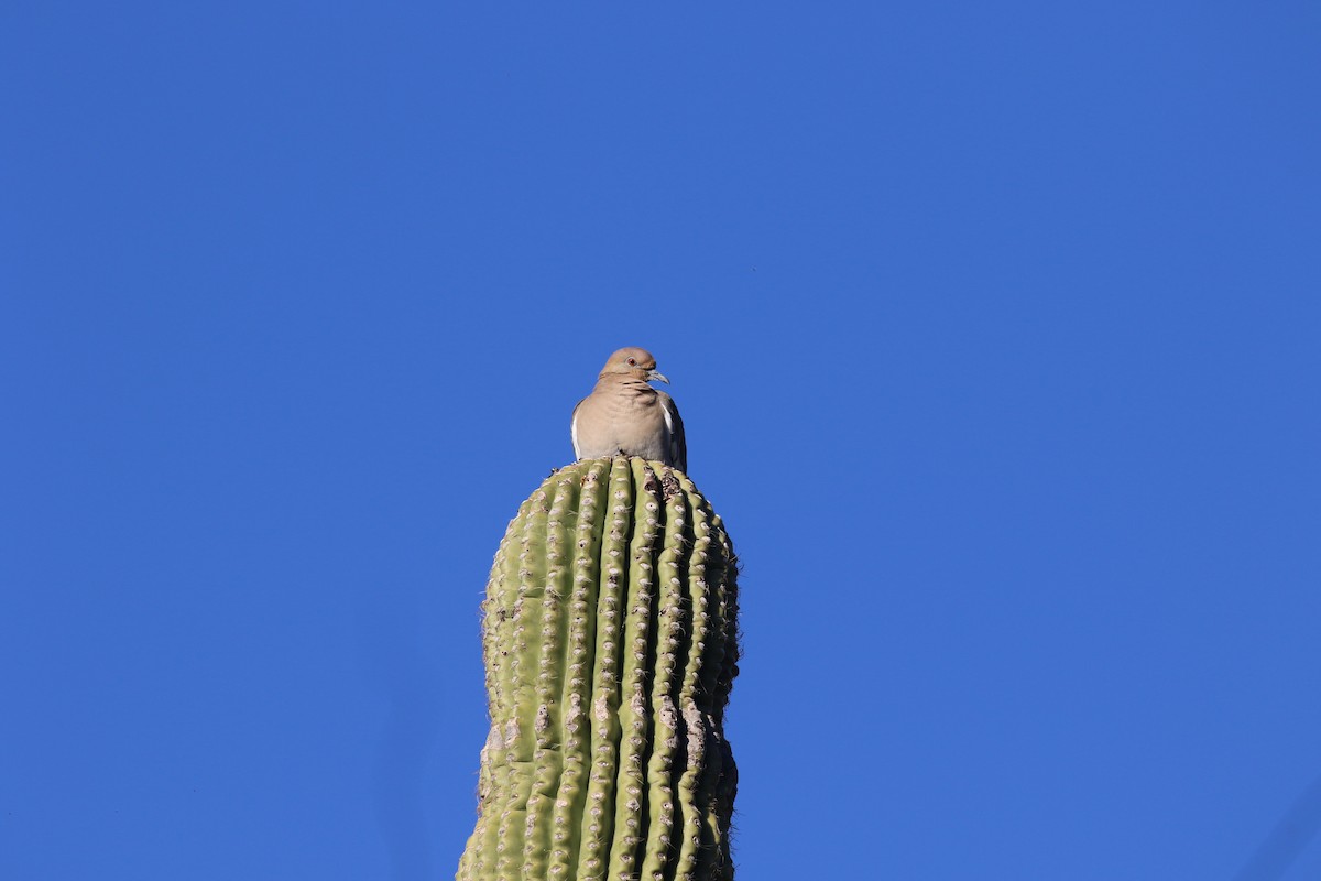 White-winged Dove - ML647107175