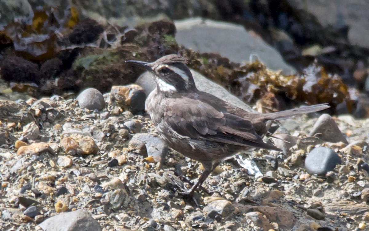 Dark-bellied Cinclodes - ML647107176