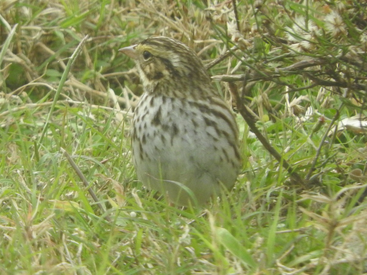 Пасовник савановий - ML647107180