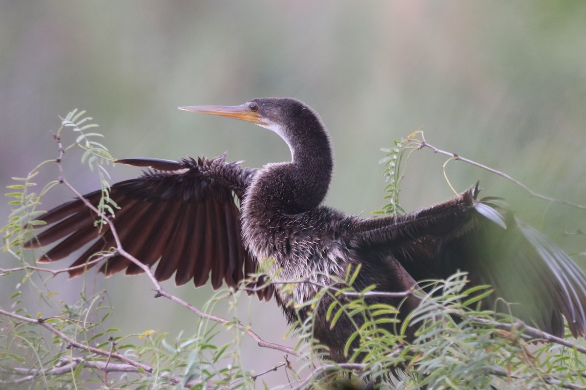 Anhinga - ML647107181