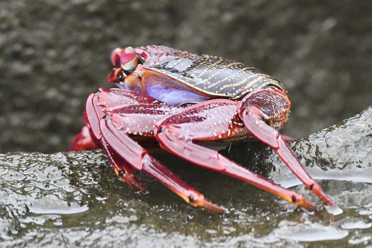 East Atlantic Sally Lightfoot Crab - ML647107182